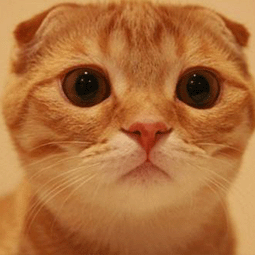 哪些v p n还能免费用